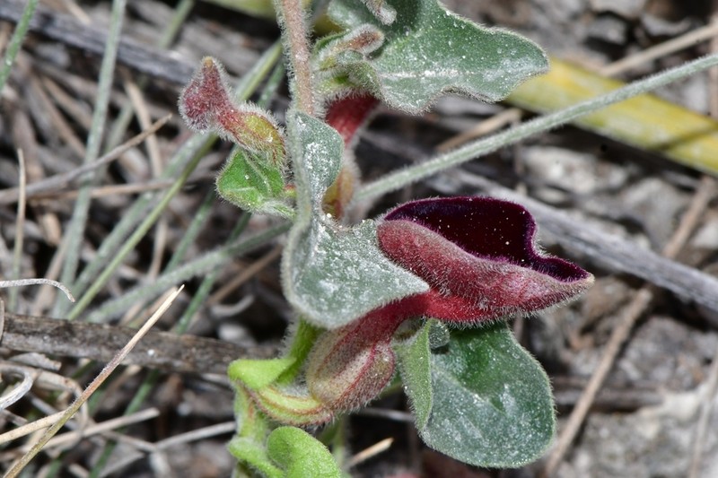 Aristolochia secunda photo 7