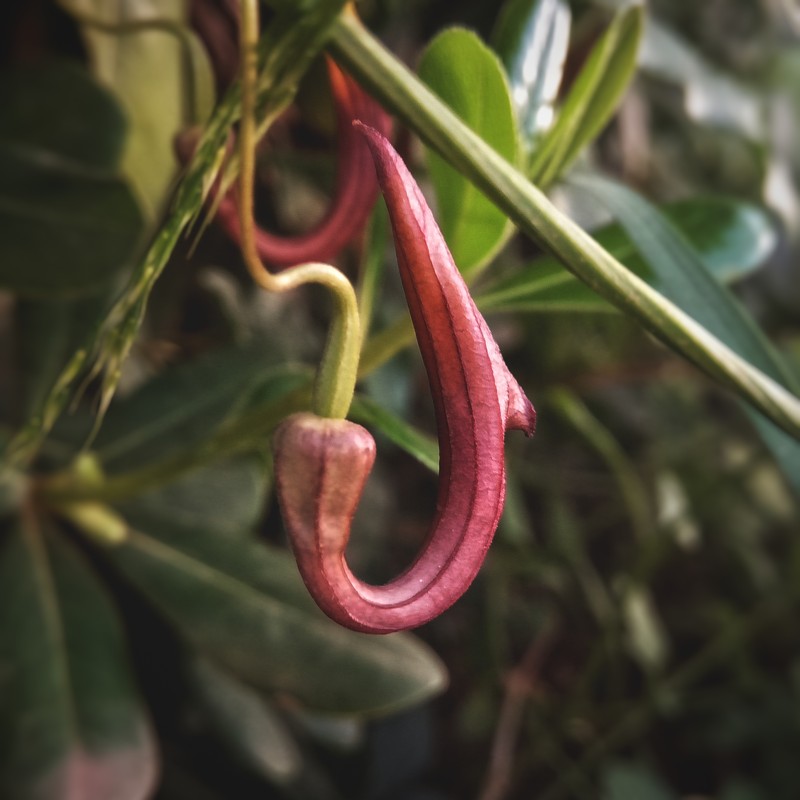 Aristolochia sempervirens photo 2