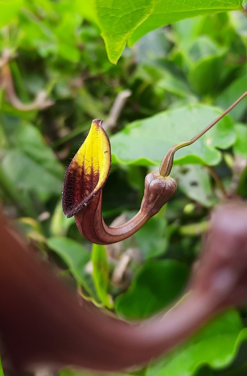 Aristolochia sempervirens photo 3