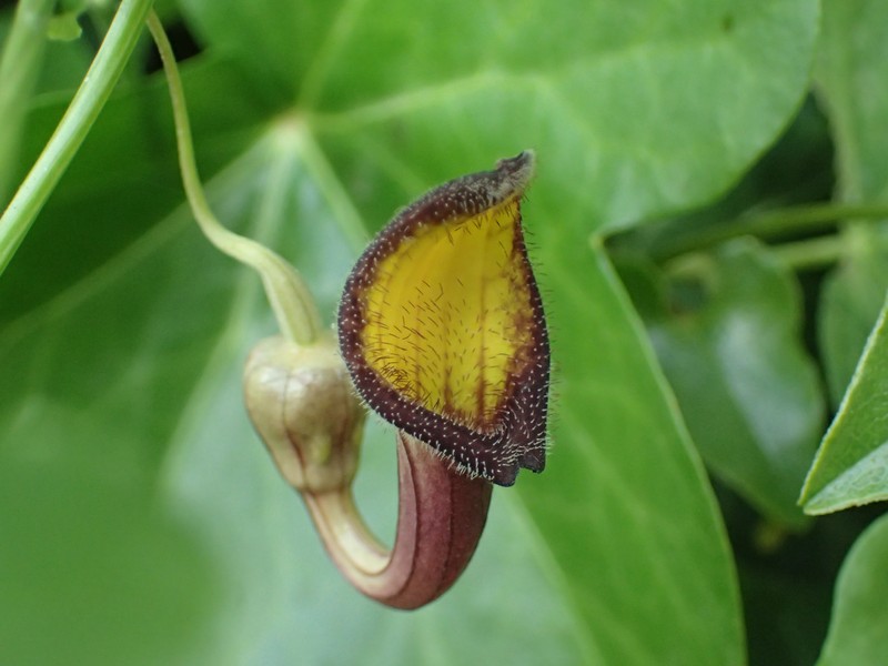 Aristolochia sempervirens photo 4