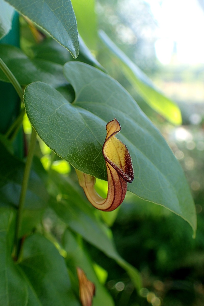 Aristolochia sempervirens photo 5