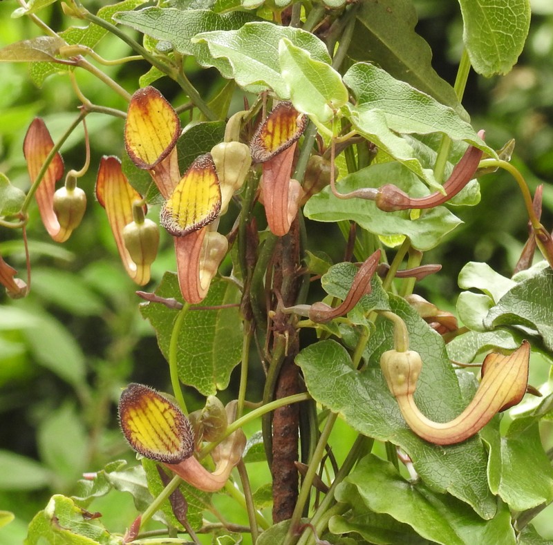 Aristolochia sempervirens photo 6