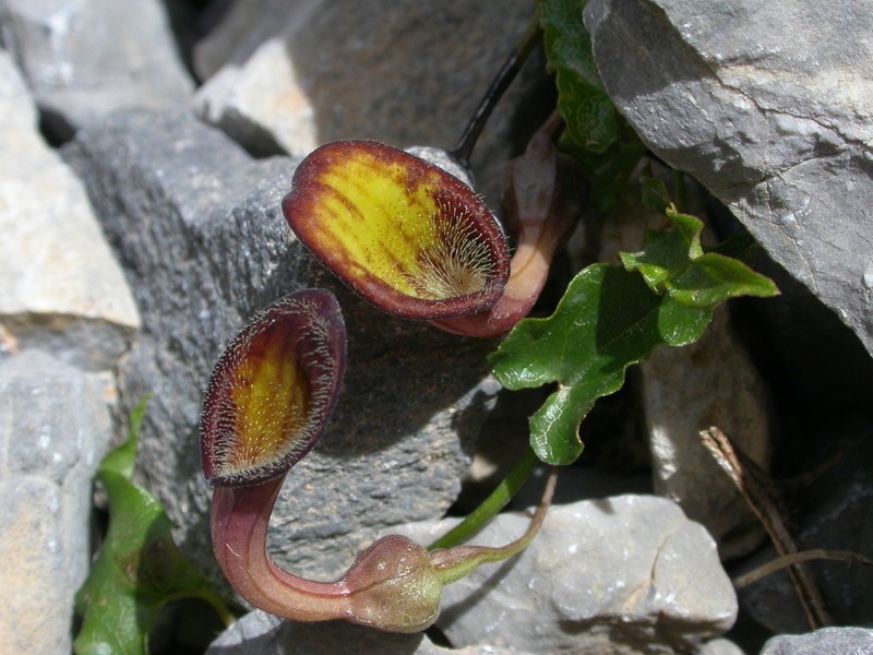 Aristolochia sempervirens photo 7