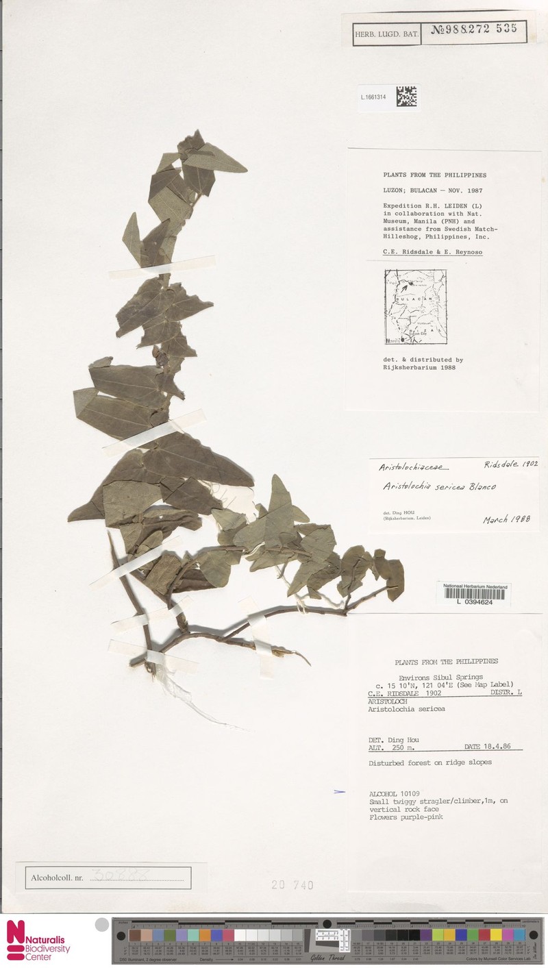 Aristolochia sericea photo 2