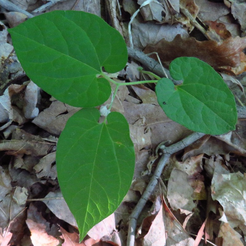 Virginia Snakeroot photo 2