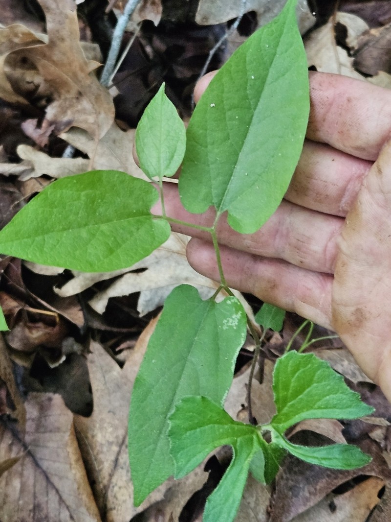 Virginia Snakeroot photo 3