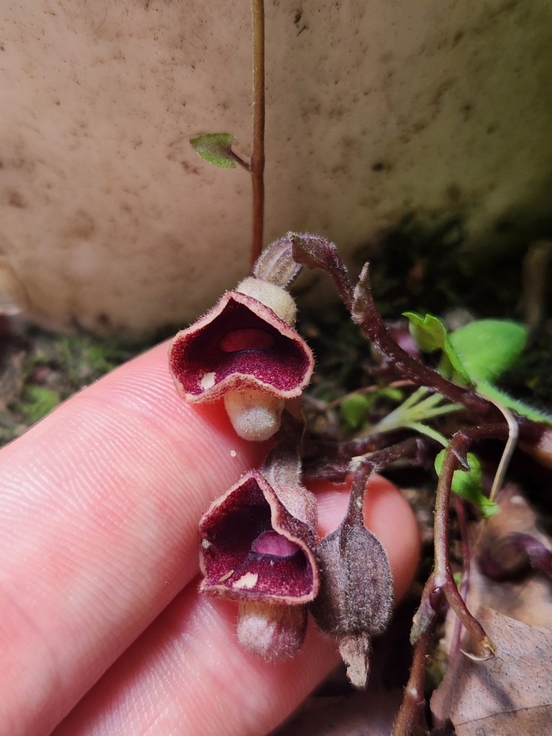 Virginia Snakeroot photo 4