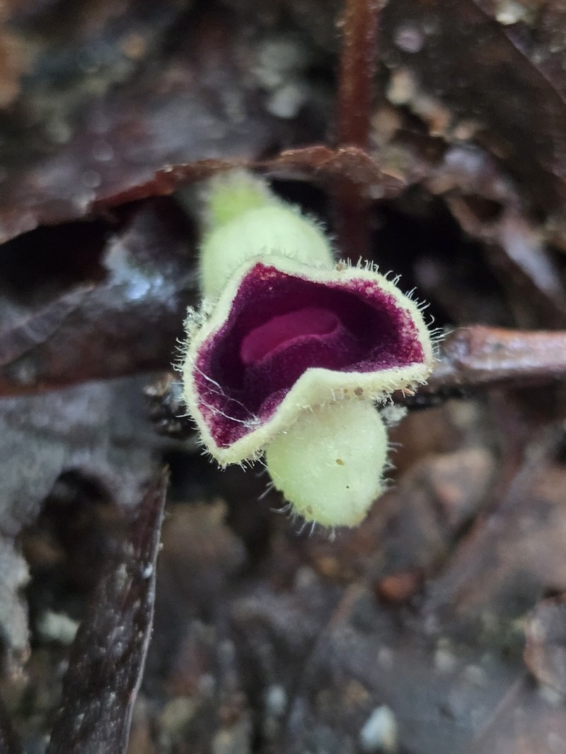 Virginia Snakeroot photo 5