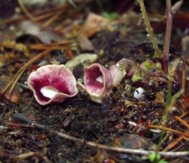 Virginia Snakeroot photo 6