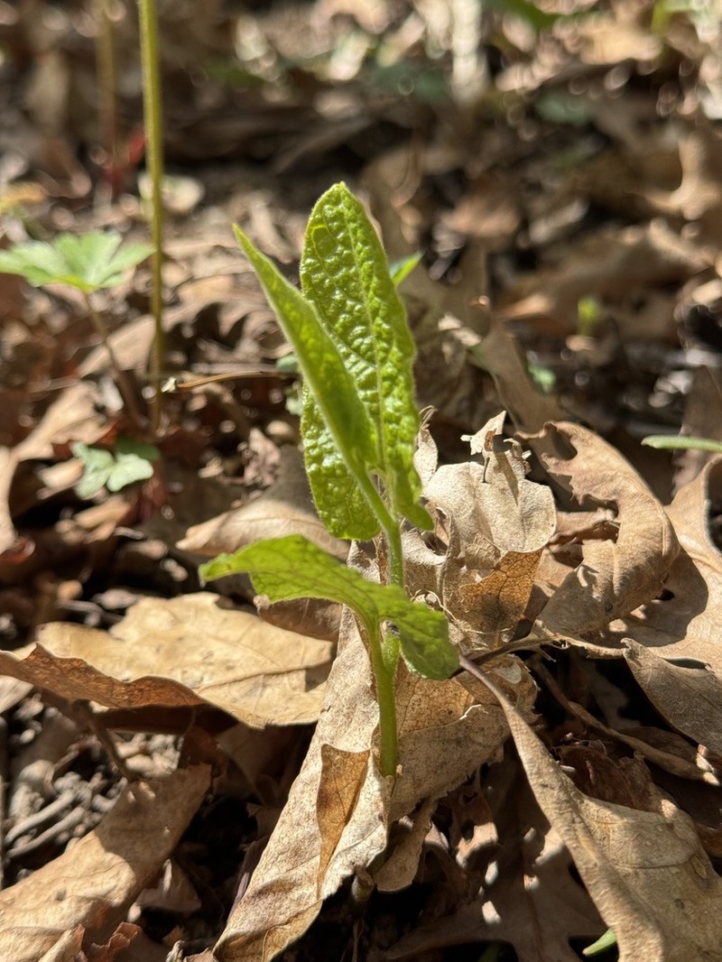 Virginia Snakeroot photo 7