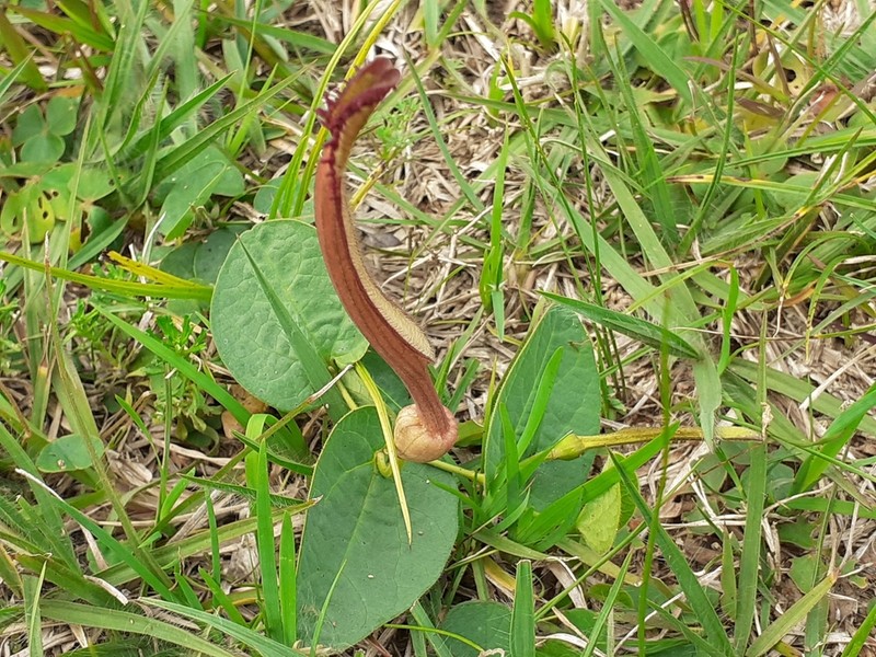 Aristolochia sessilifolia