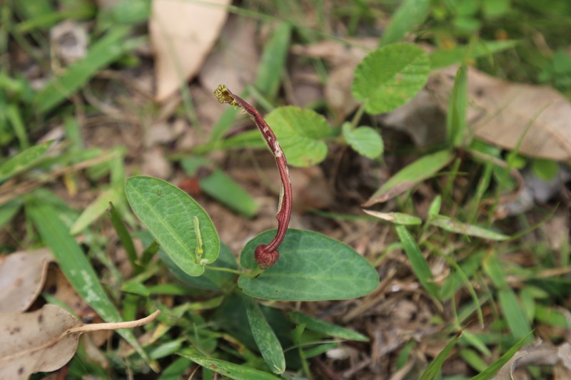 Aristolochia sessilifolia photo 2
