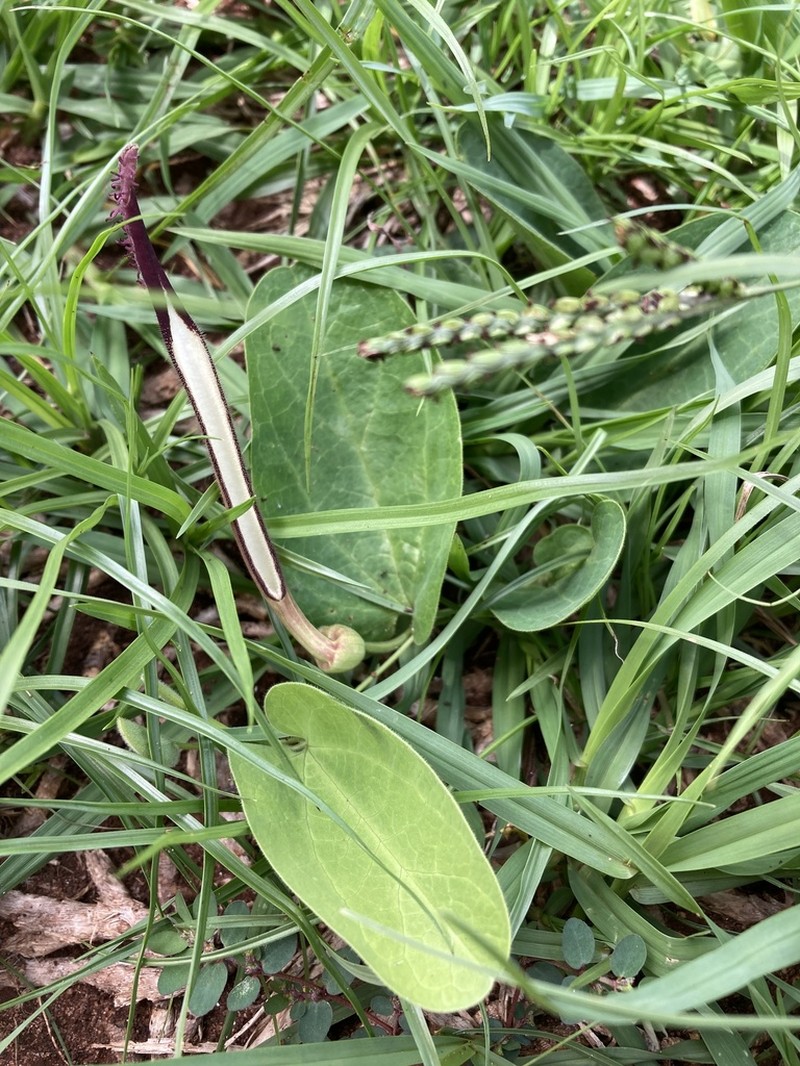Aristolochia sessilifolia photo 3