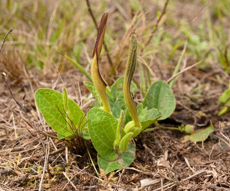 Aristolochia sessilifolia photo 5