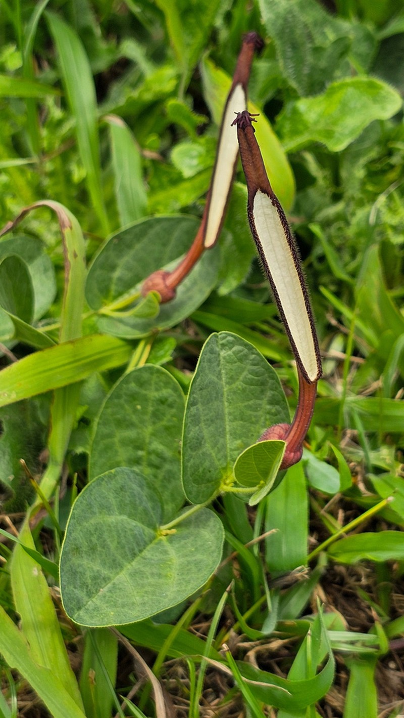 Aristolochia sessilifolia photo 6