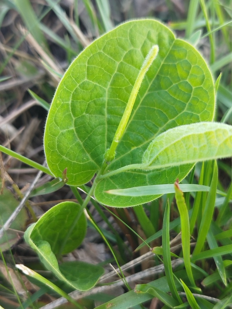 Aristolochia sessilifolia photo 7