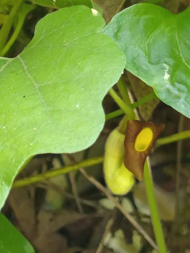 Aristolochia shimadae
