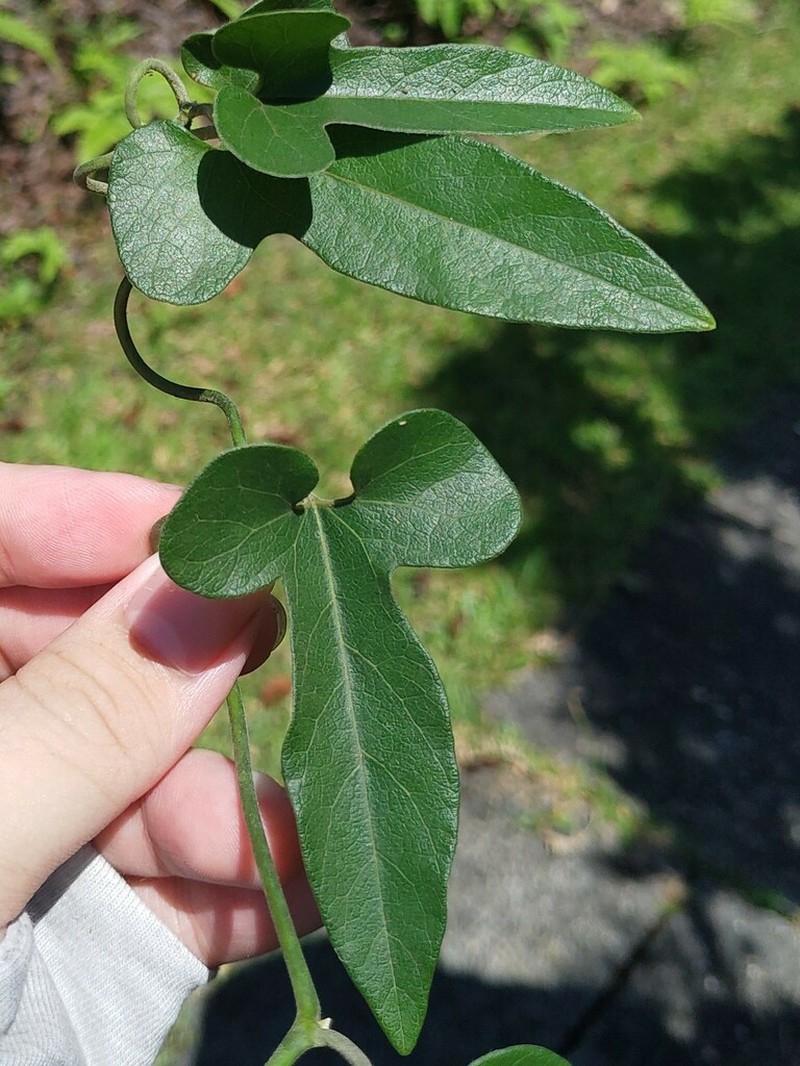 Aristolochia shimadae photo 2