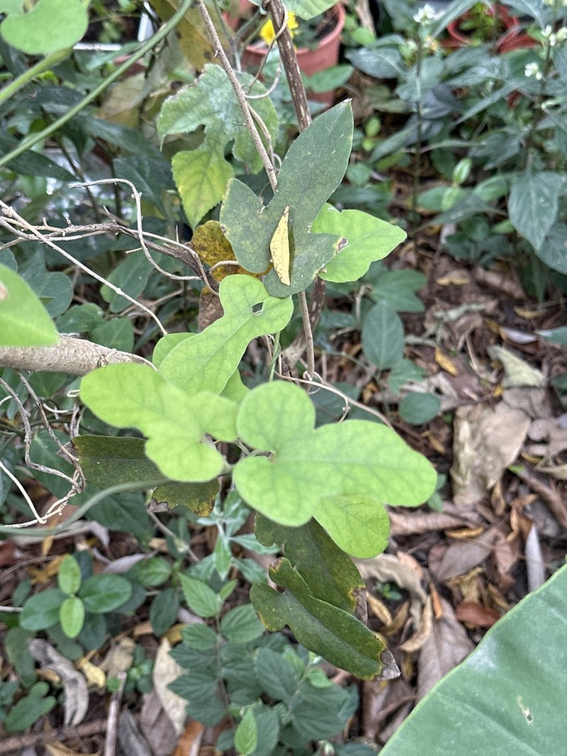 Aristolochia shimadae photo 3