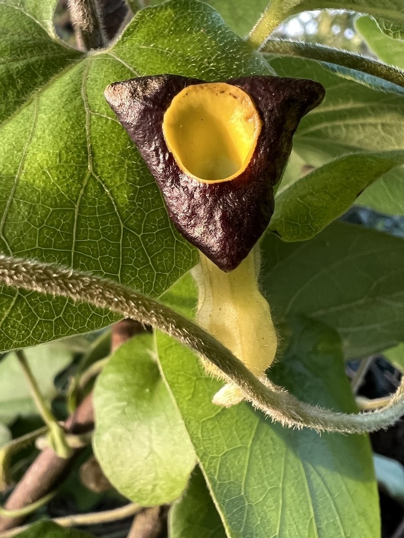 Aristolochia shimadae photo 4