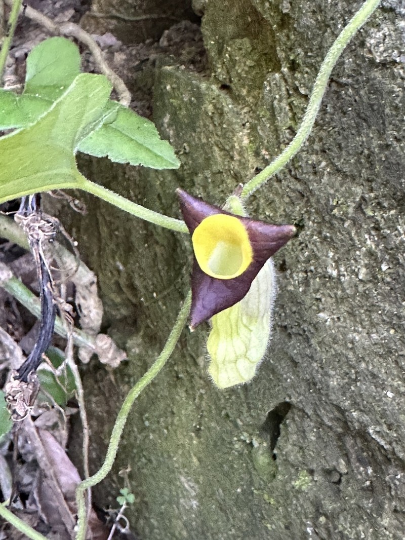Aristolochia shimadae photo 5
