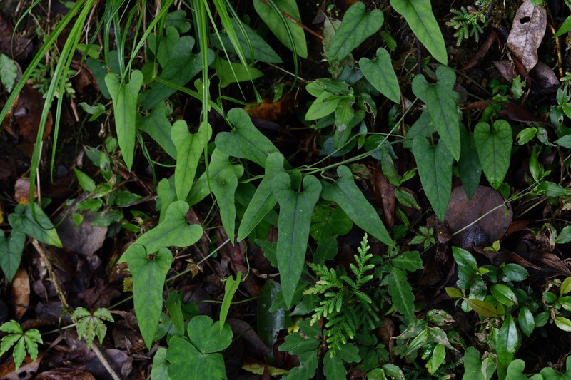 Aristolochia shimadae photo 6