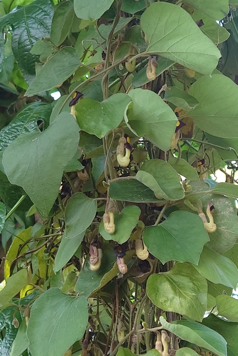 Aristolochia shimadae photo 7