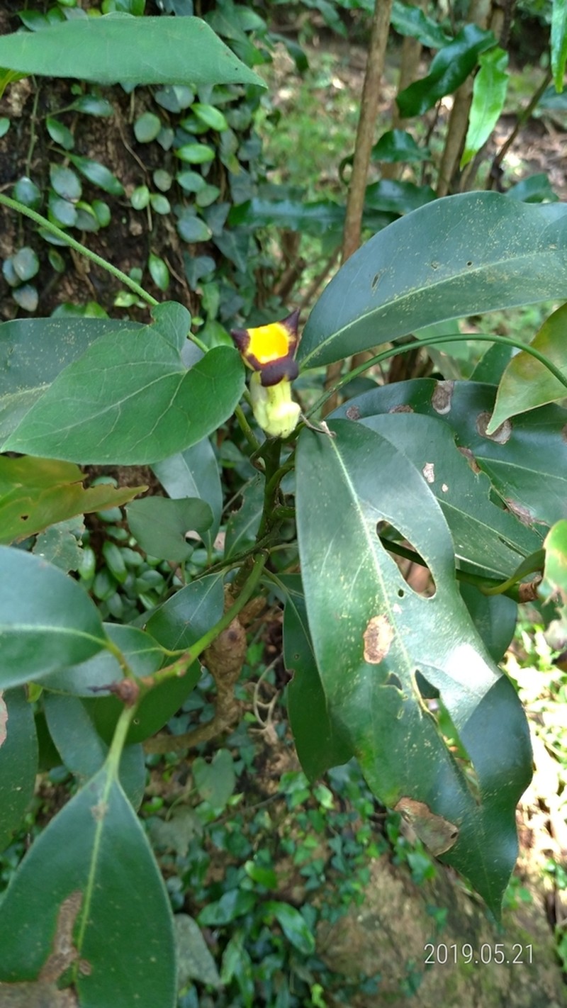 Aristolochia shimadae photo 8