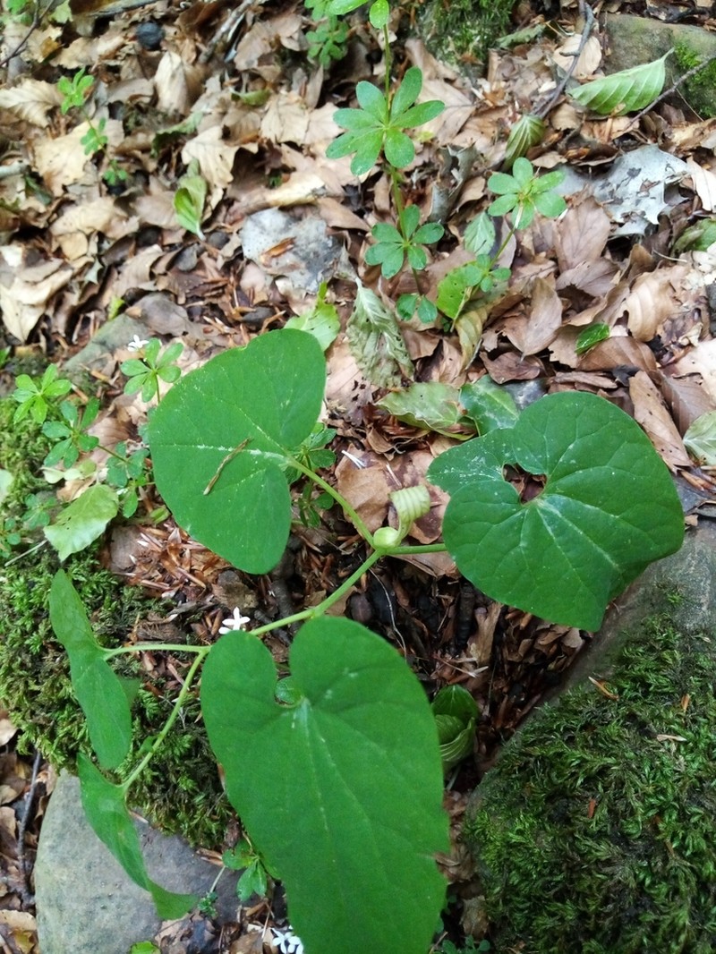 Aristolochia sicula