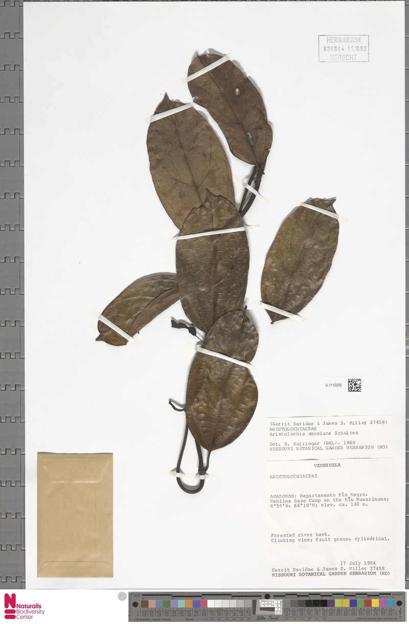 Aristolochia silvatica