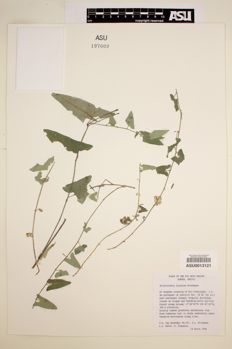 Aristolochia sinaloae photo 2