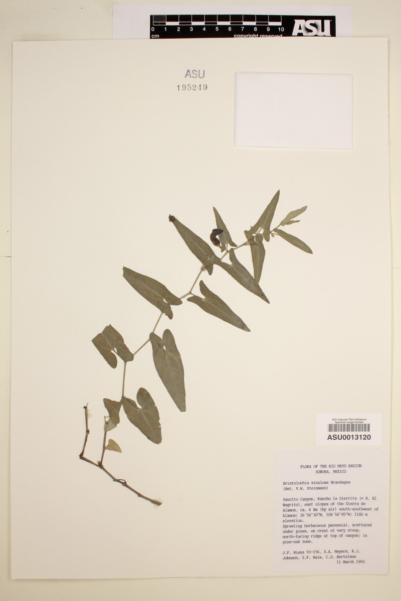 Aristolochia sinaloae photo 3