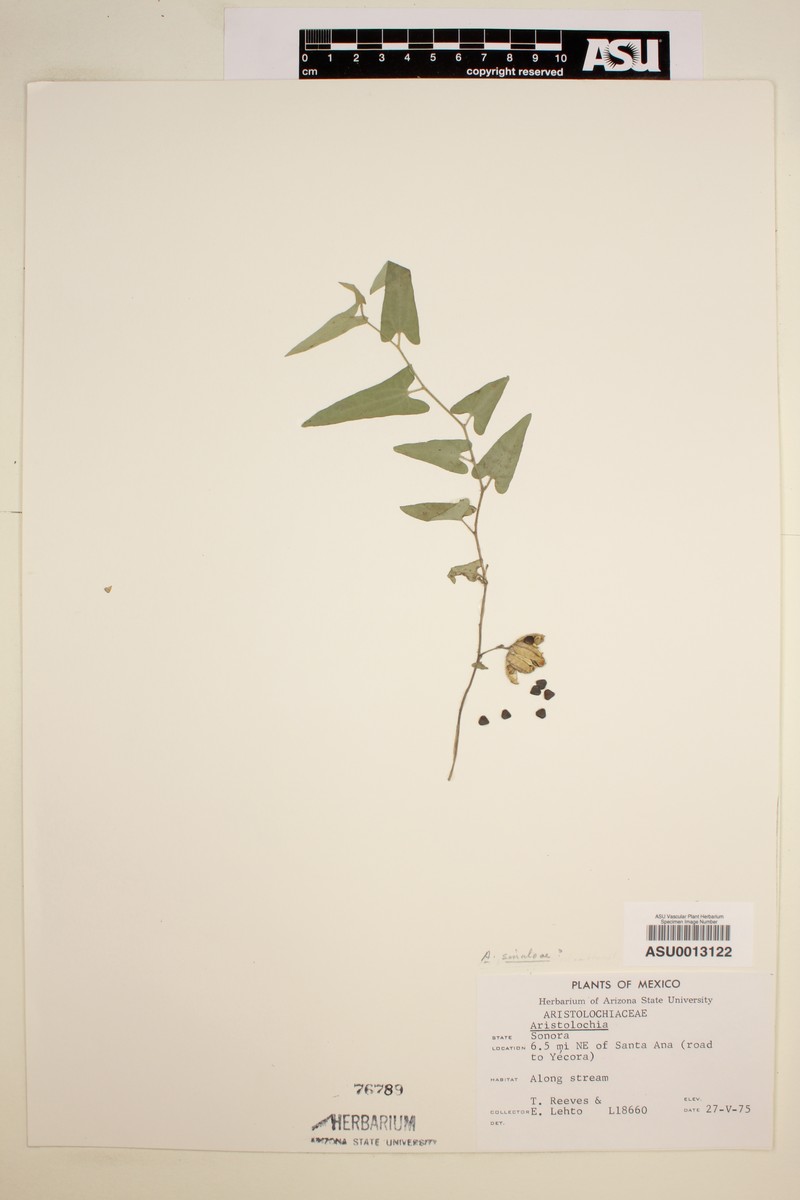 Aristolochia sinaloae photo 4