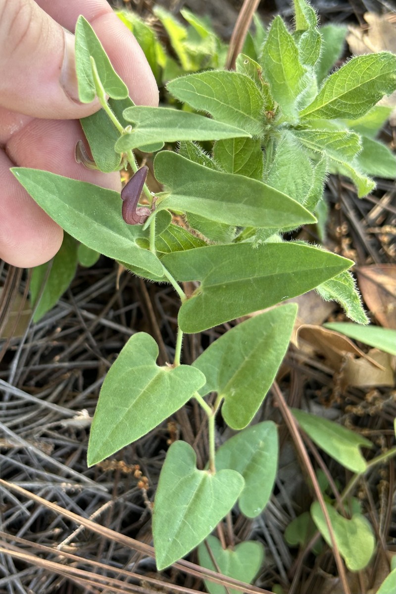 Aristolochia sinaloae photo 5