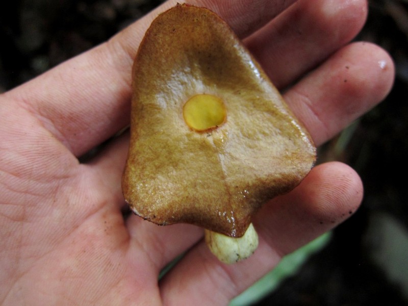 Aristolochia singalangensis