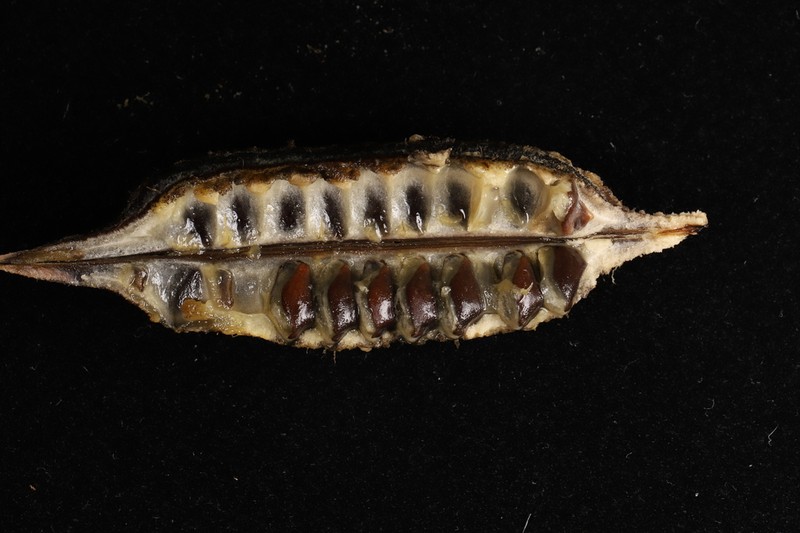 Aristolochia sinoburmanica