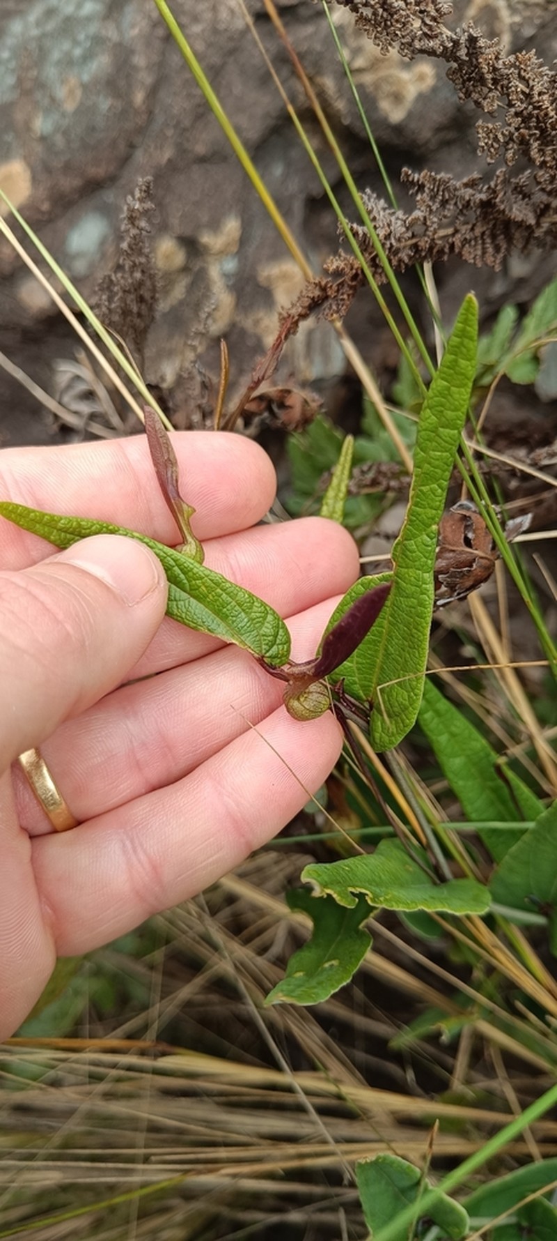 Aristolochia smilacina