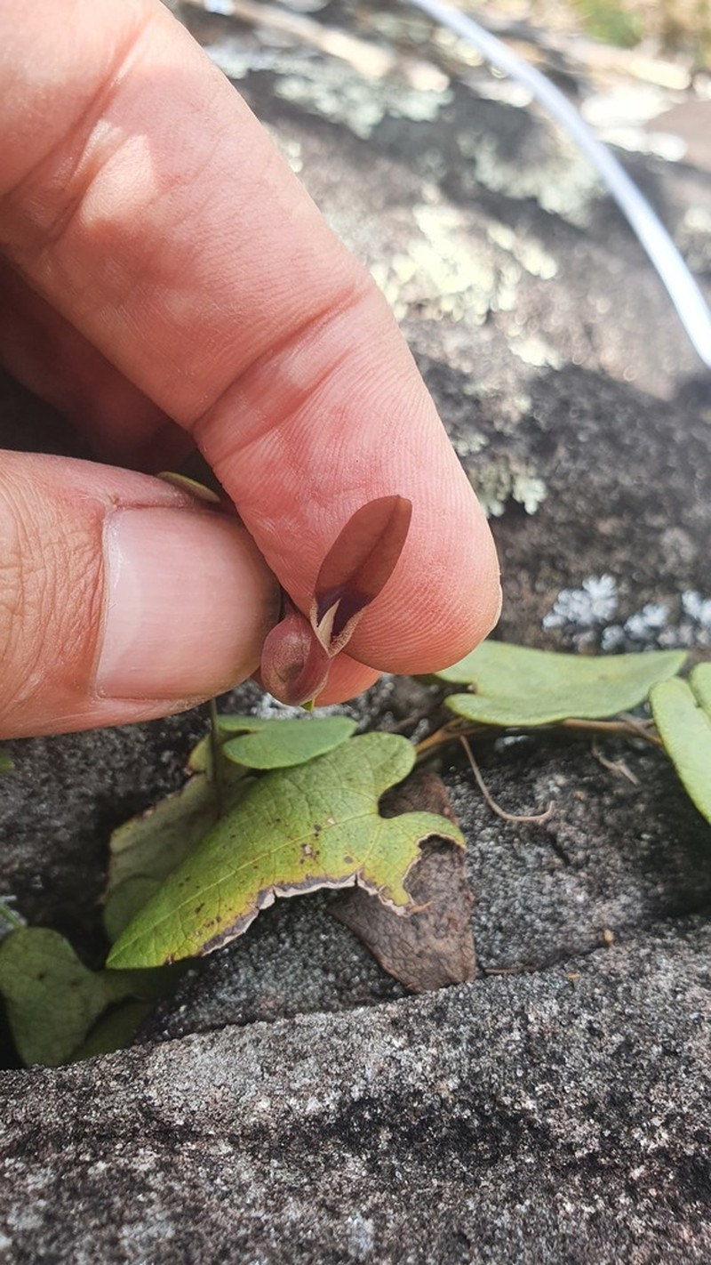 Aristolochia smilacina photo 2