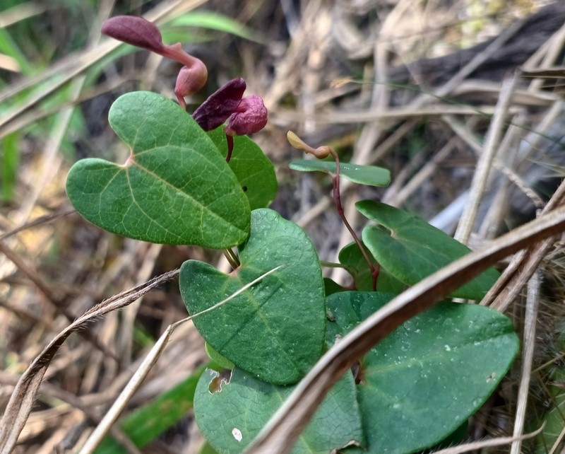 Aristolochia smilacina photo 3