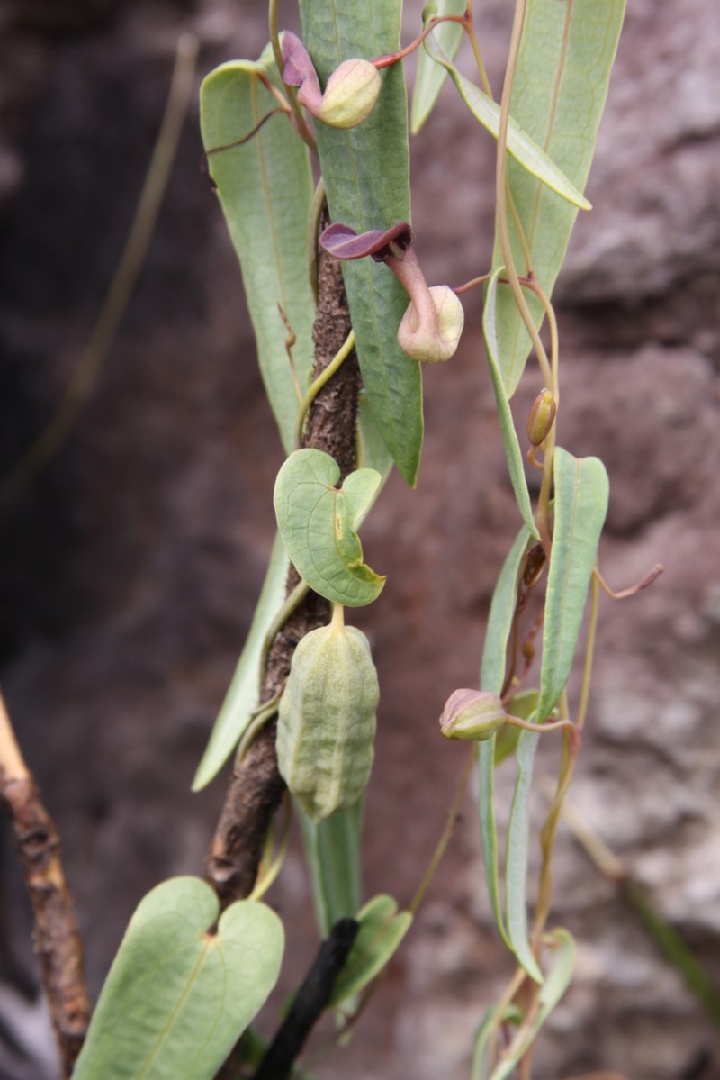 Aristolochia smilacina photo 4