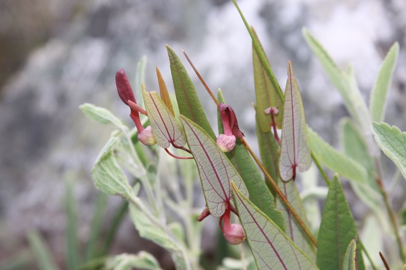 Aristolochia smilacina photo 6