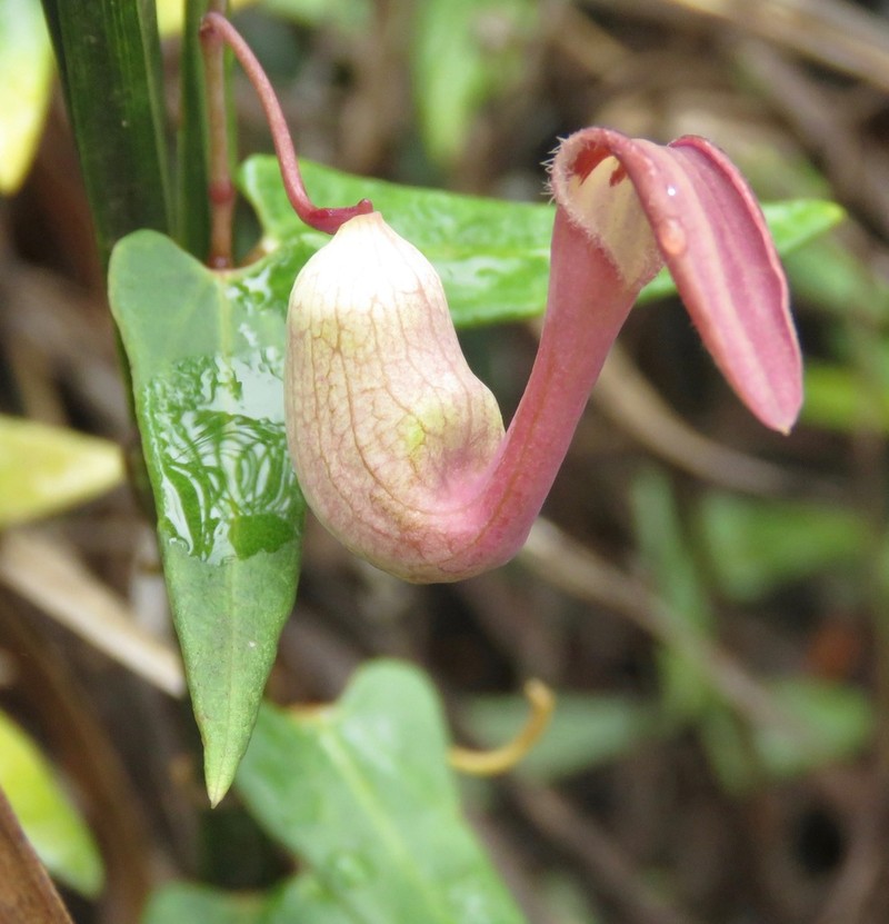 Aristolochia smilacina photo 7