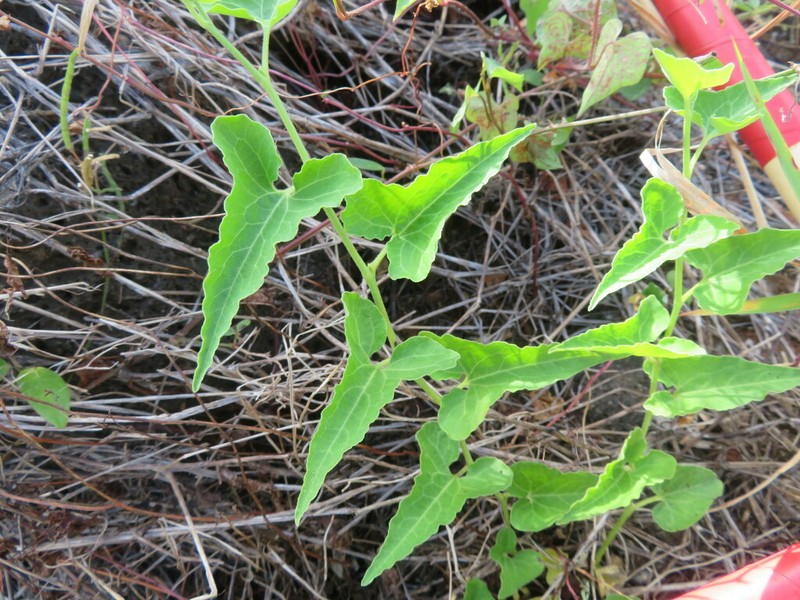 Aristolochia socorroensis photo 3