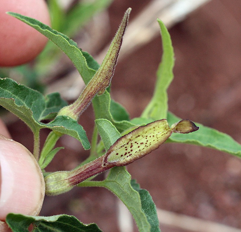 Aristolochia socorroensis photo 4