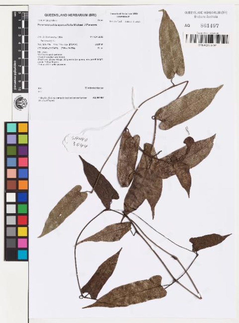 Aristolochia sparusifolia photo 2