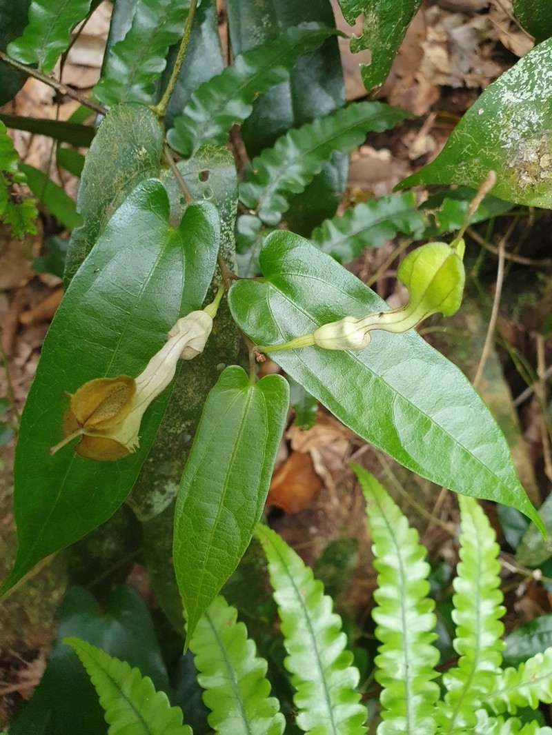 Aristolochia sparusifolia