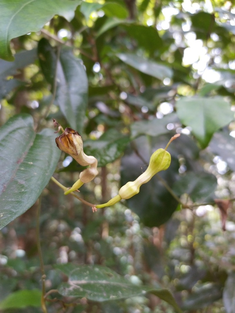 Aristolochia sparusifolia photo 4