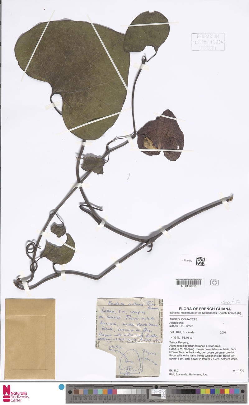 Aristolochia stahelii