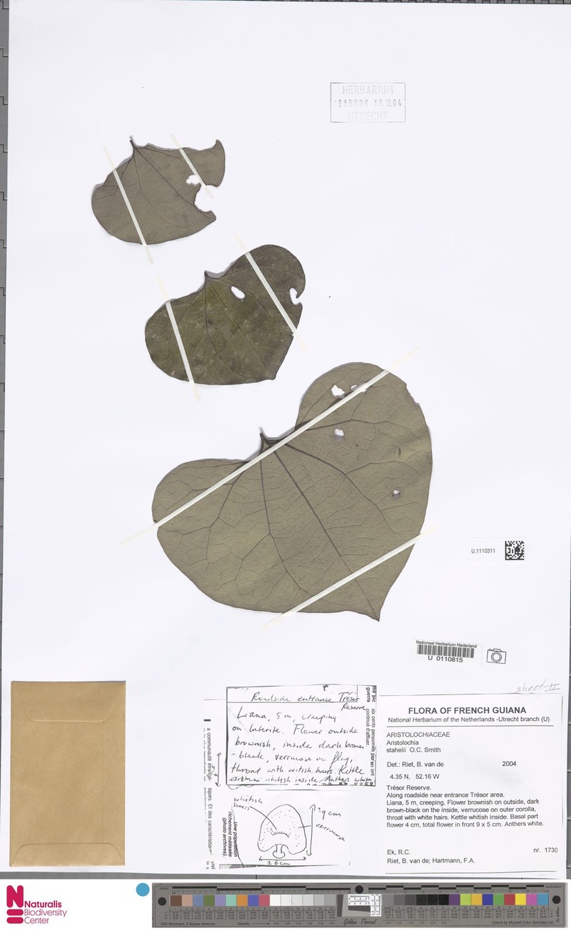 Aristolochia stahelii photo 2