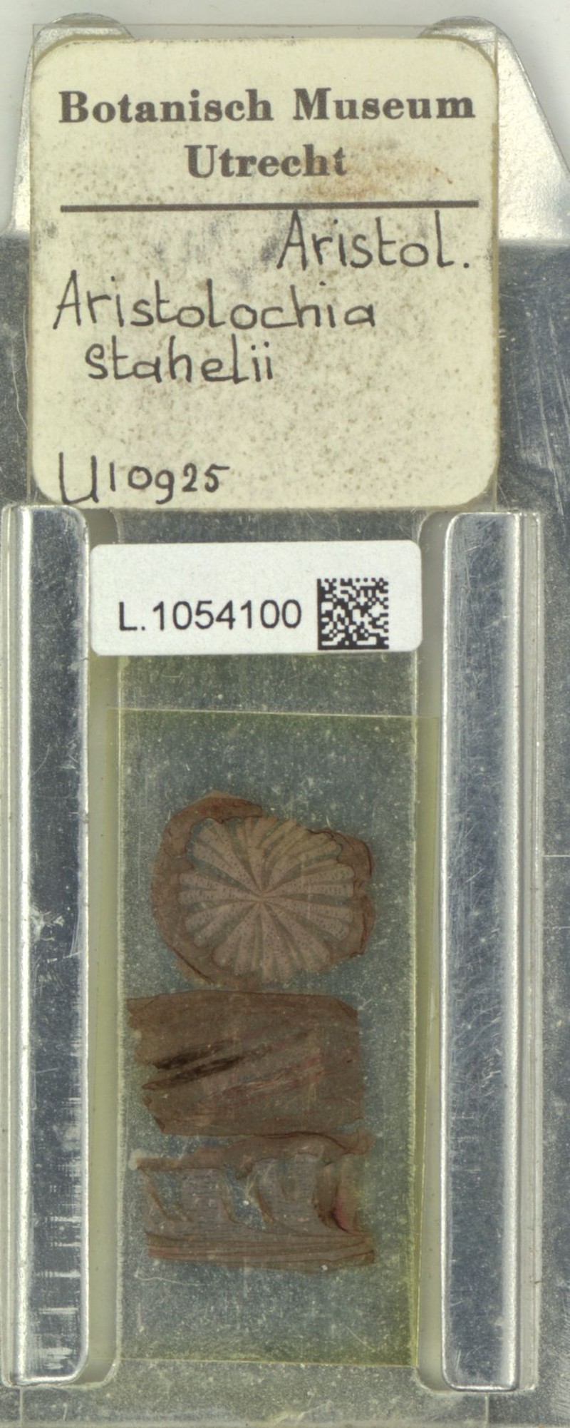 Aristolochia stahelii photo 3